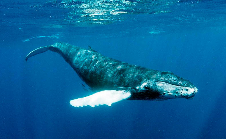 Whale Watching Puerto Rico