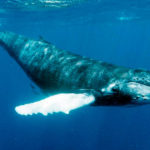 Whale Watching Puerto Rico