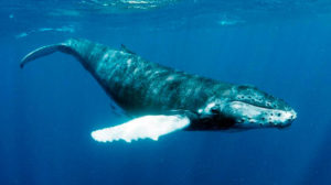 Whale Watching Puerto Rico