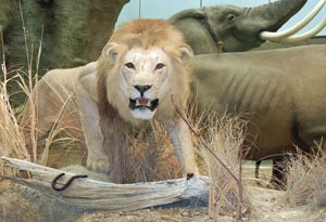 Museo de Vida Silvestre, San Juan