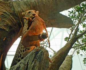 Museo de Vida Silvestre, San Juan
