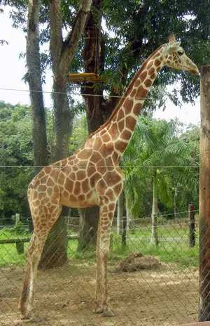 mayaguez Zoo Puerto Rico
